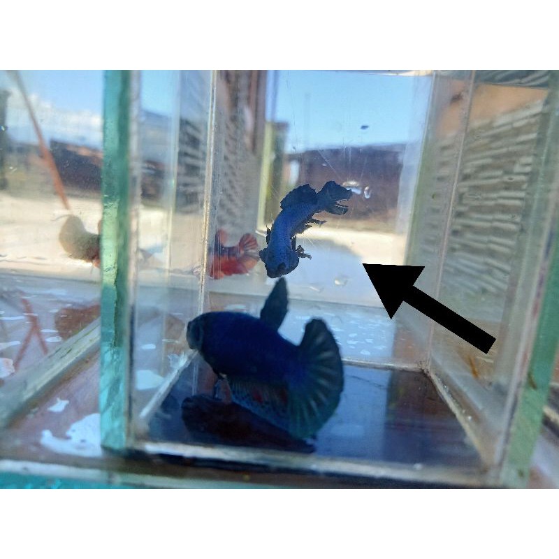 ikan cupang avatar male real pict