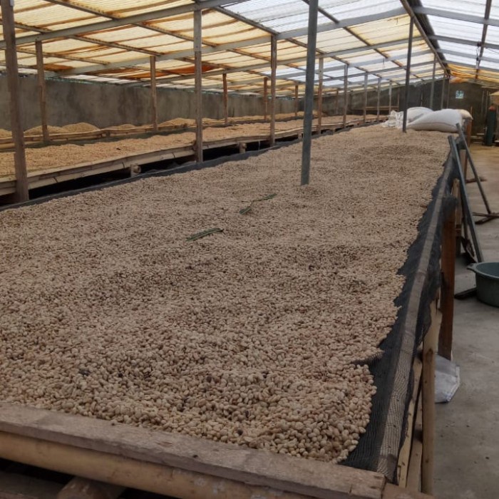 

(BISA COD) kopi biji green bean arabica kintamani bali coffee arabika