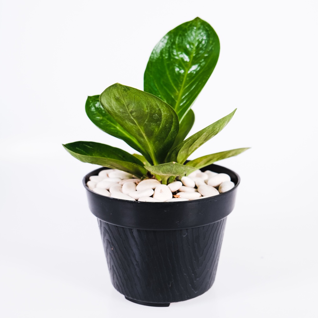 Anthurium Jemani Mangkok