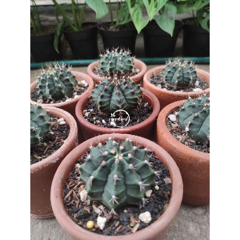 Kaktus Gymno / Cactus Gymnocalycium Hybrid Miha / Cactus Gymno