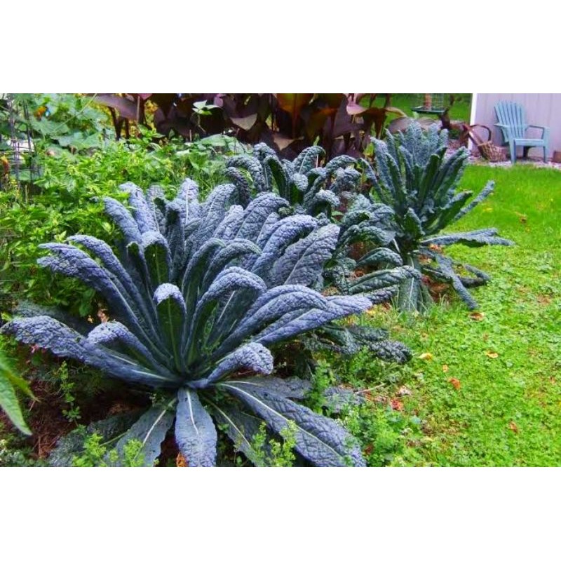 25 Biji  Benih tanaman sayur sayuran Kale Nero CAVOLO LACINIATO  Bibit Tanaman Sayur Sayuran Daun Ka