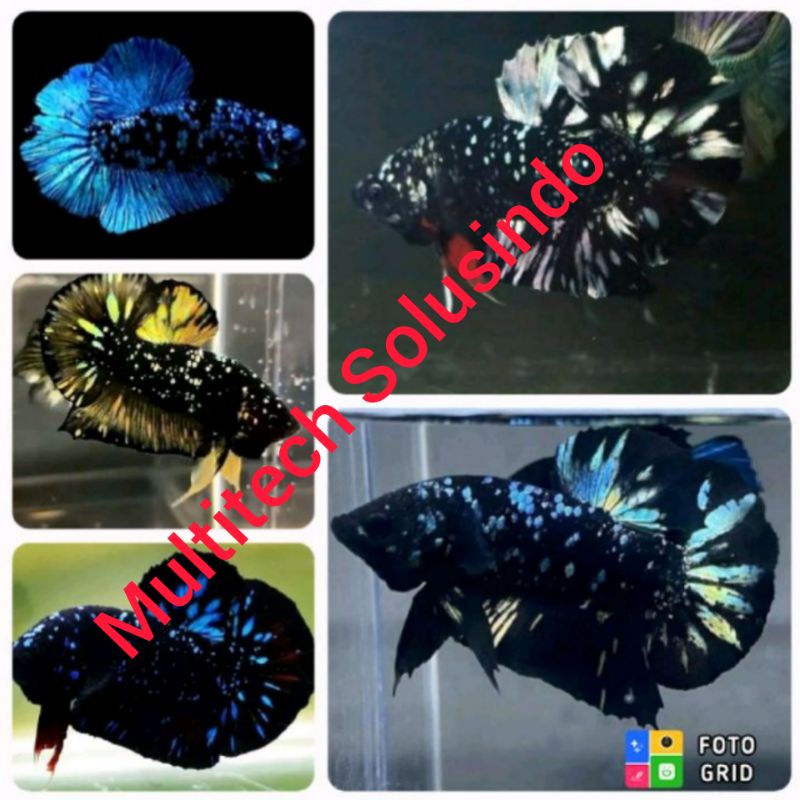 cupang giant Avatar BBL Gordon kuncop Cooper copper Coper cuper choper besgelan