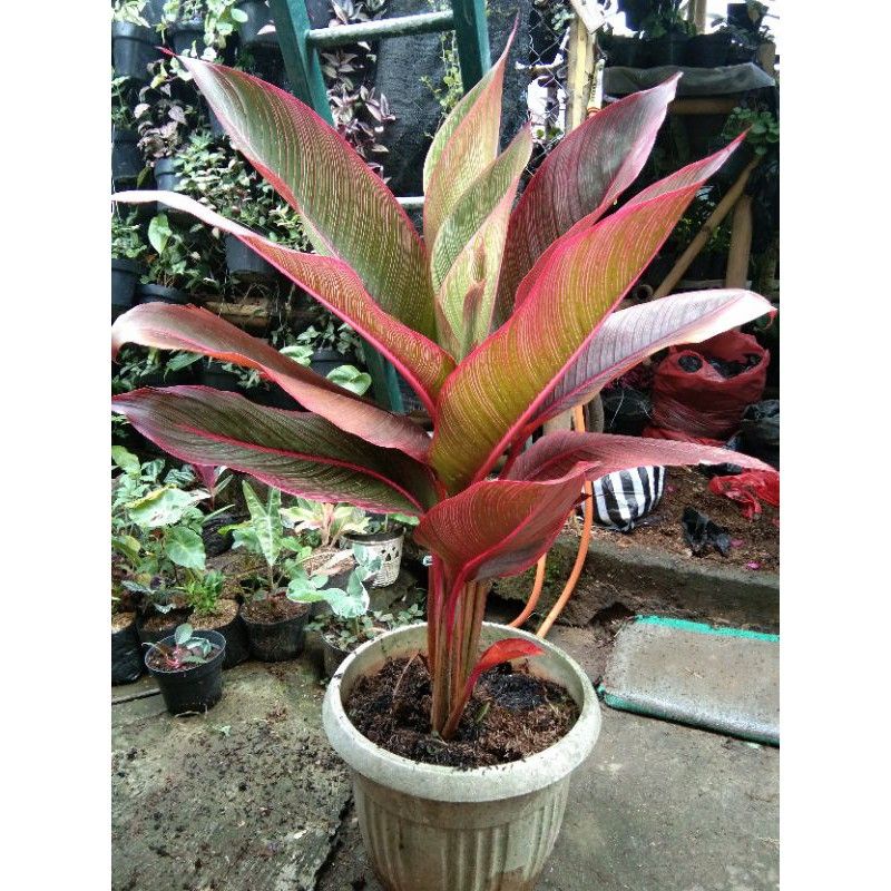 Tanaman hias pisang bugis merah
