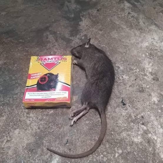 Ramtus Racun Tikus Ampuh Mati Kering Tidak Bau Pembasmi Curut Wirog Mencit Dirumah Di Mobil 6 Pack
