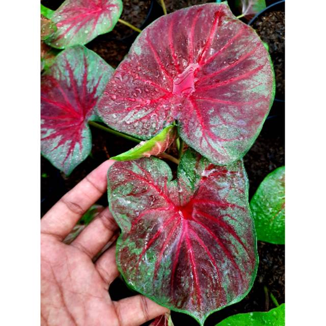 Tanaman Hias Caladium Keladi Hias Pink Monshine Caladium Srirejeki Shopee Indonesia