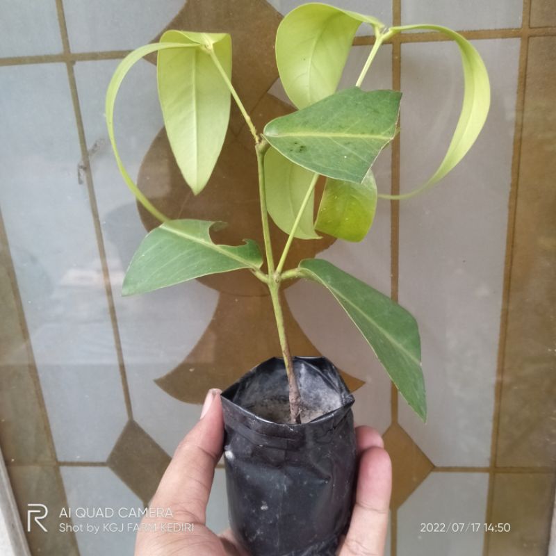 Bibit Jambu Air Madu Dely / vegestasi lebah