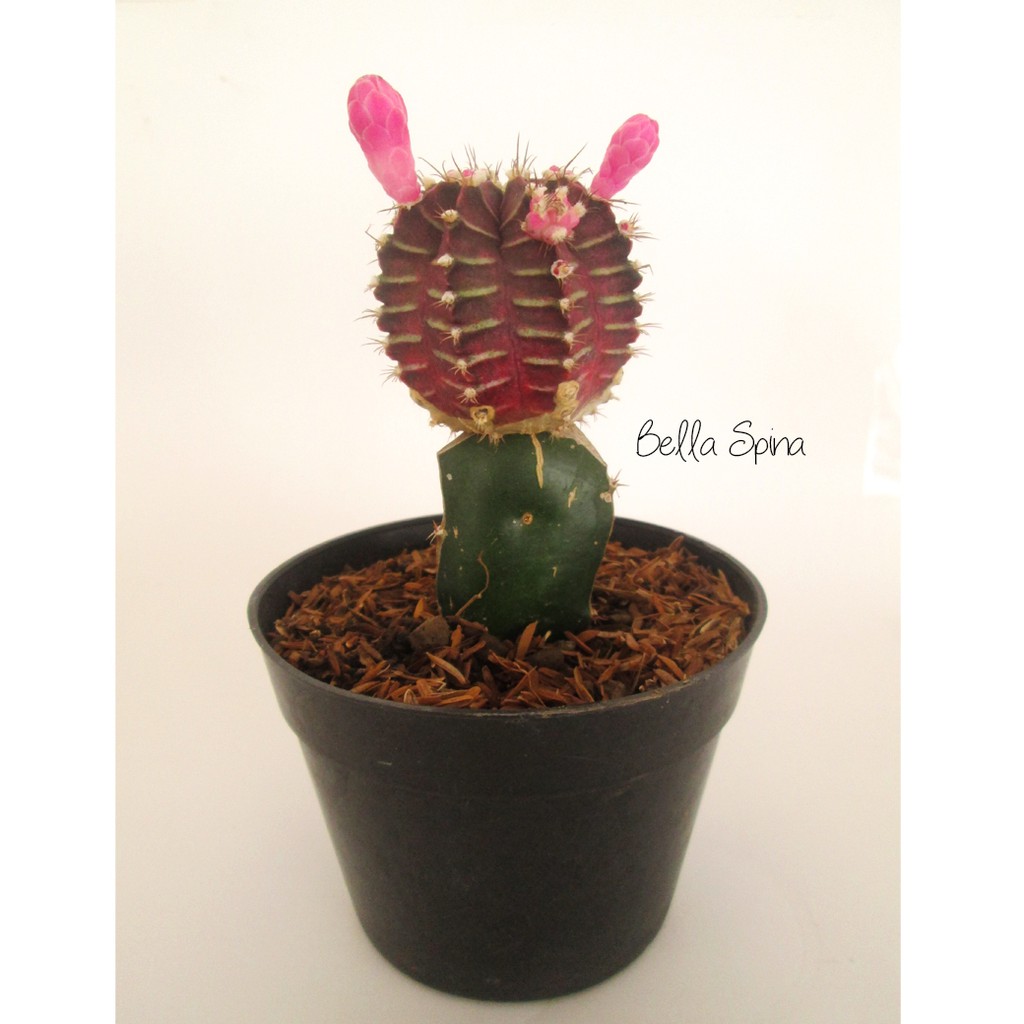 Kaktus Hias Gymnocalycium Mihanovichi Purple KA-33