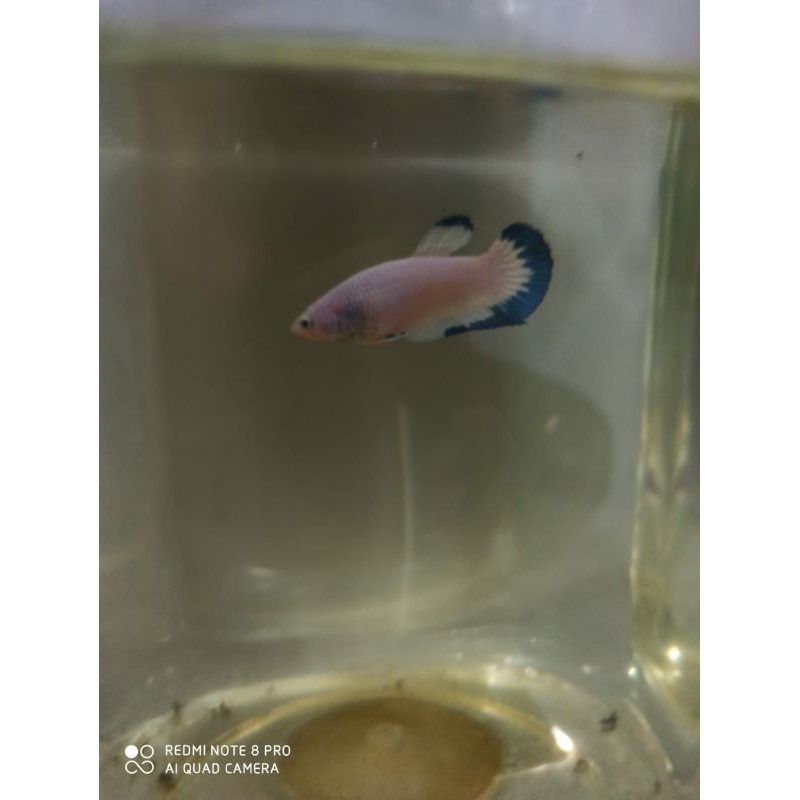 Hiasan aquarium ikan cupang plakat blue rim betina