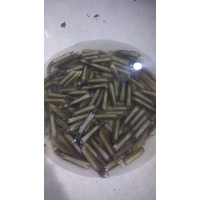 

Kerang bambu fresh