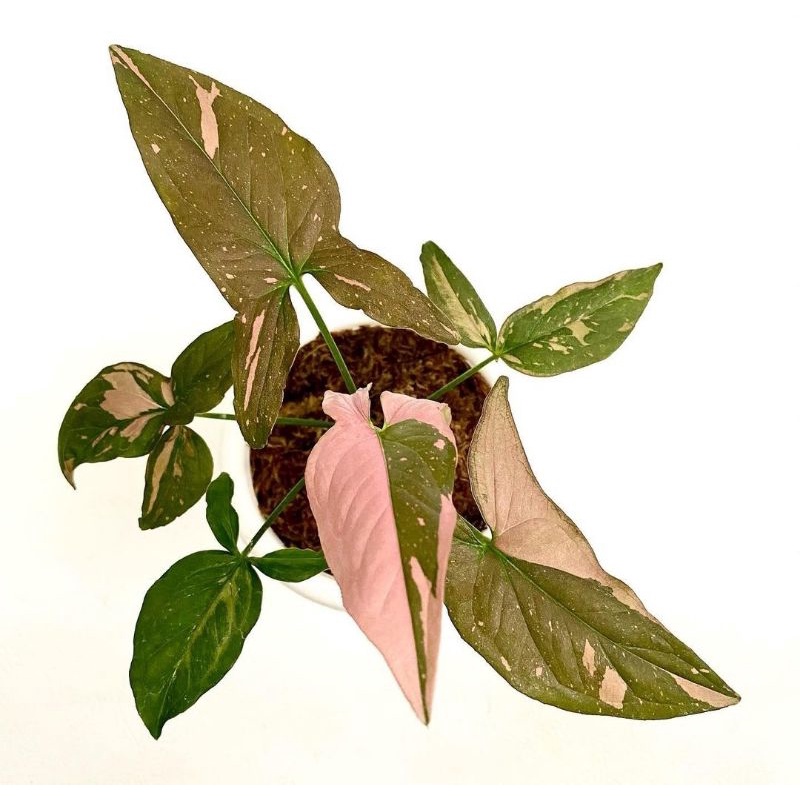 Syngonium Pink Splash - Tanaman Hias Syngonium Pink Splash