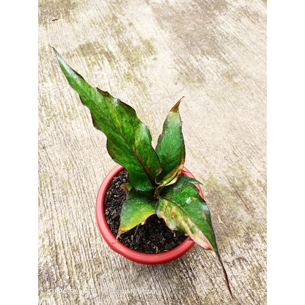 Anthurium black beauty varigata pink