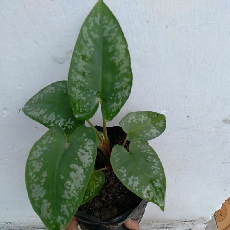 keladi ANDROMEDA