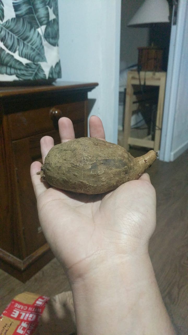 Stephania Venosa Murah! Tanaman Hias Langka