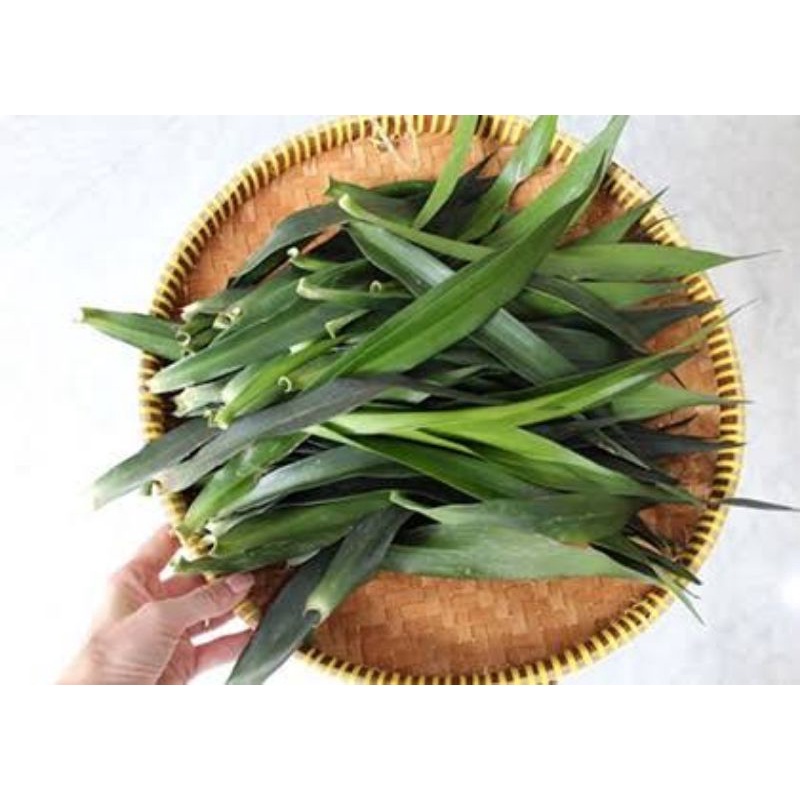 

daun suji segar