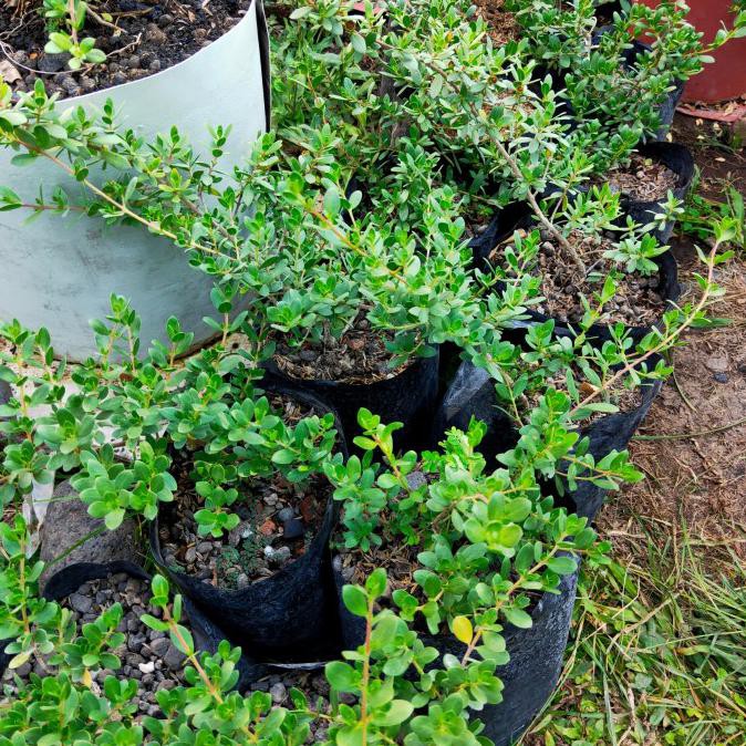 Bibit Bonsai Santigi Mawar