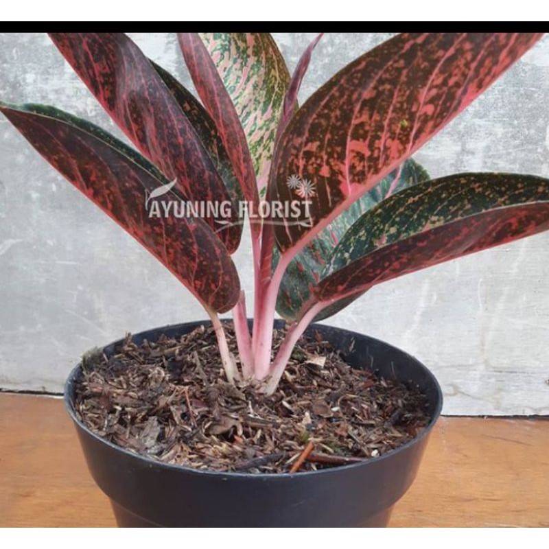 Tanaman hias aglonema Tiara