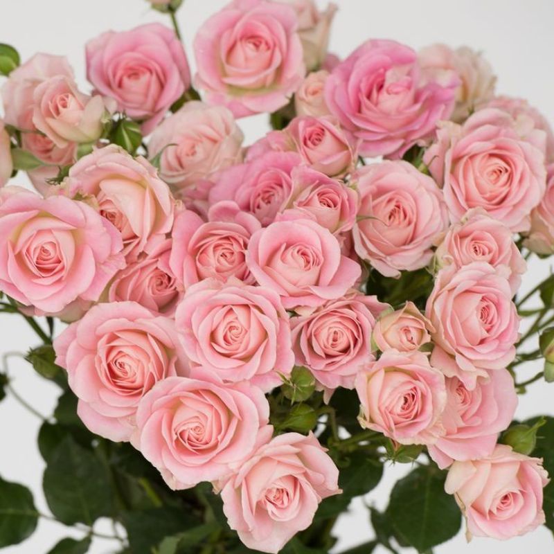 Tanaman Hidup Bunga Mawar SWEET AVALANCE Ukuran Dewasa- mawar holand-mawar pink- bunga mawar hidup