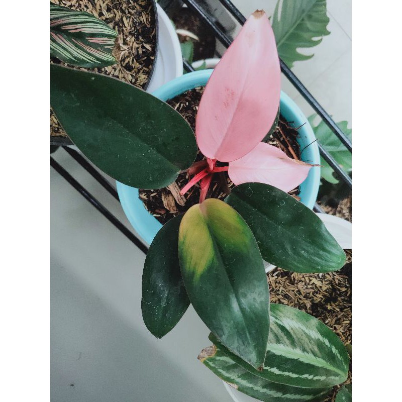 Tanaman hias Philodendron Pink Congo / Pink princess