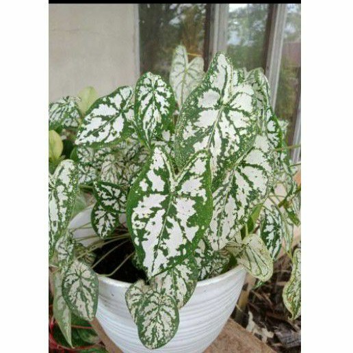 UMBI KELADI LILIPUT MUTIARA / KELADI HIAS / TANAMAN KELADI / CALADIUM