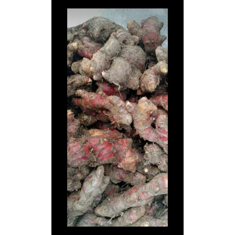 

jahe merah medan per 1 Kg