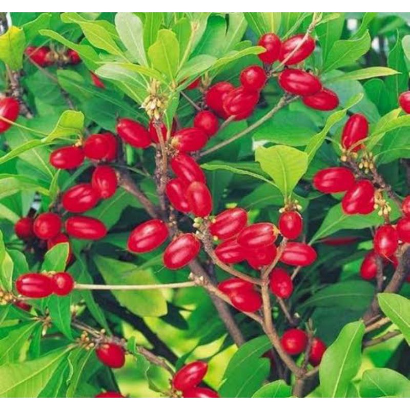Bibit Miracle Fruit
