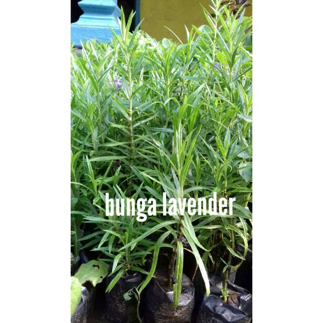 BIBIT LAVENDER BIBIT BUNGA LAVENDER BUNGA PENGUSIR NYAMUK BUNGA LANGKA