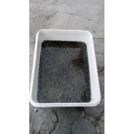 Jentik Nyamuk Pakan Ikan Cupang / Pakan Ikan Hias / Pakan Ikan Guppy