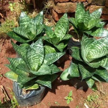 sensivera mini Lidah Mertua-Sensivera Kodok