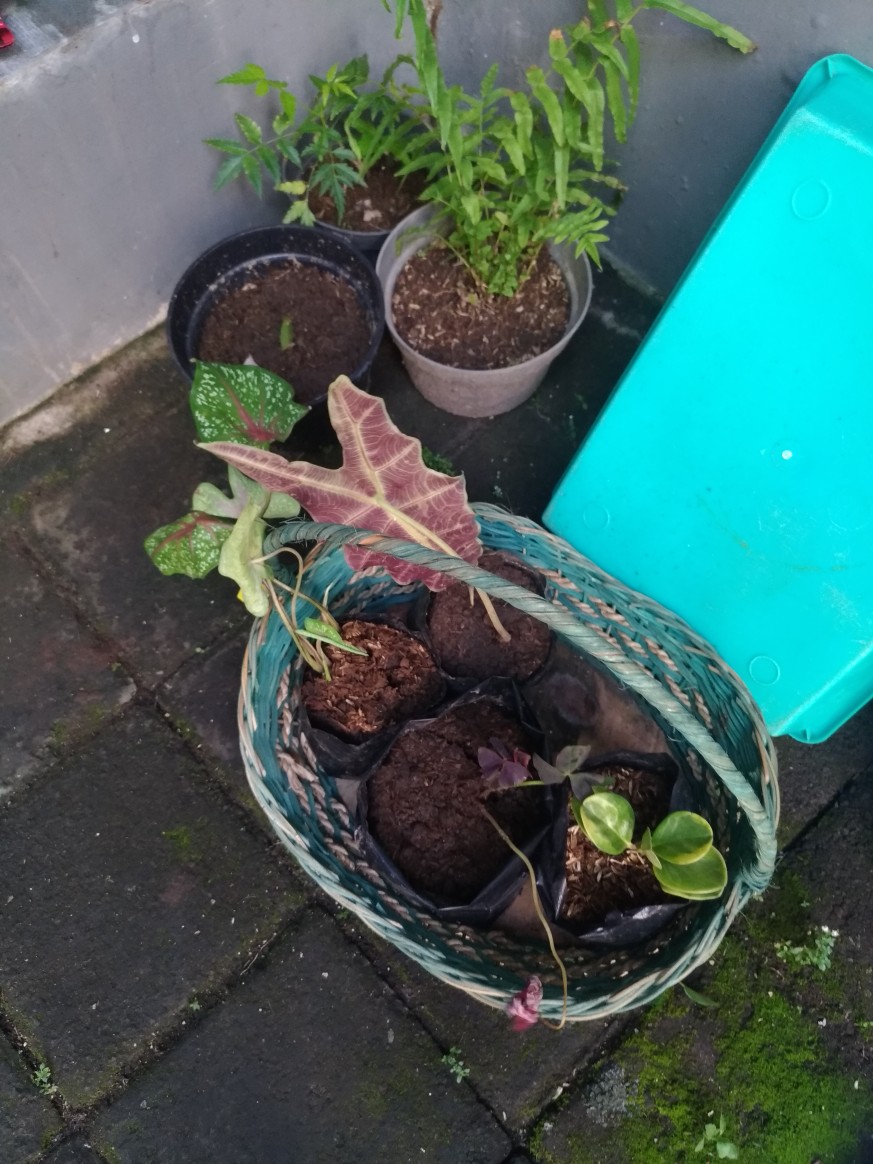 Racun Semut Impor Dari China .semut Mati Di Dalam Sarangnya