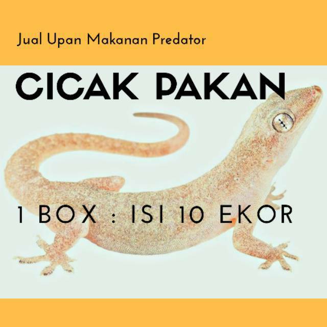 Umpan Cicak Pakan Predator