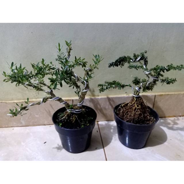 Paket 2 bonsai mame boxus - serbin micro