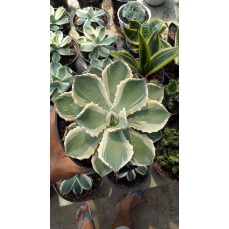 Tanaman Hias Agave Kishokan Variegated