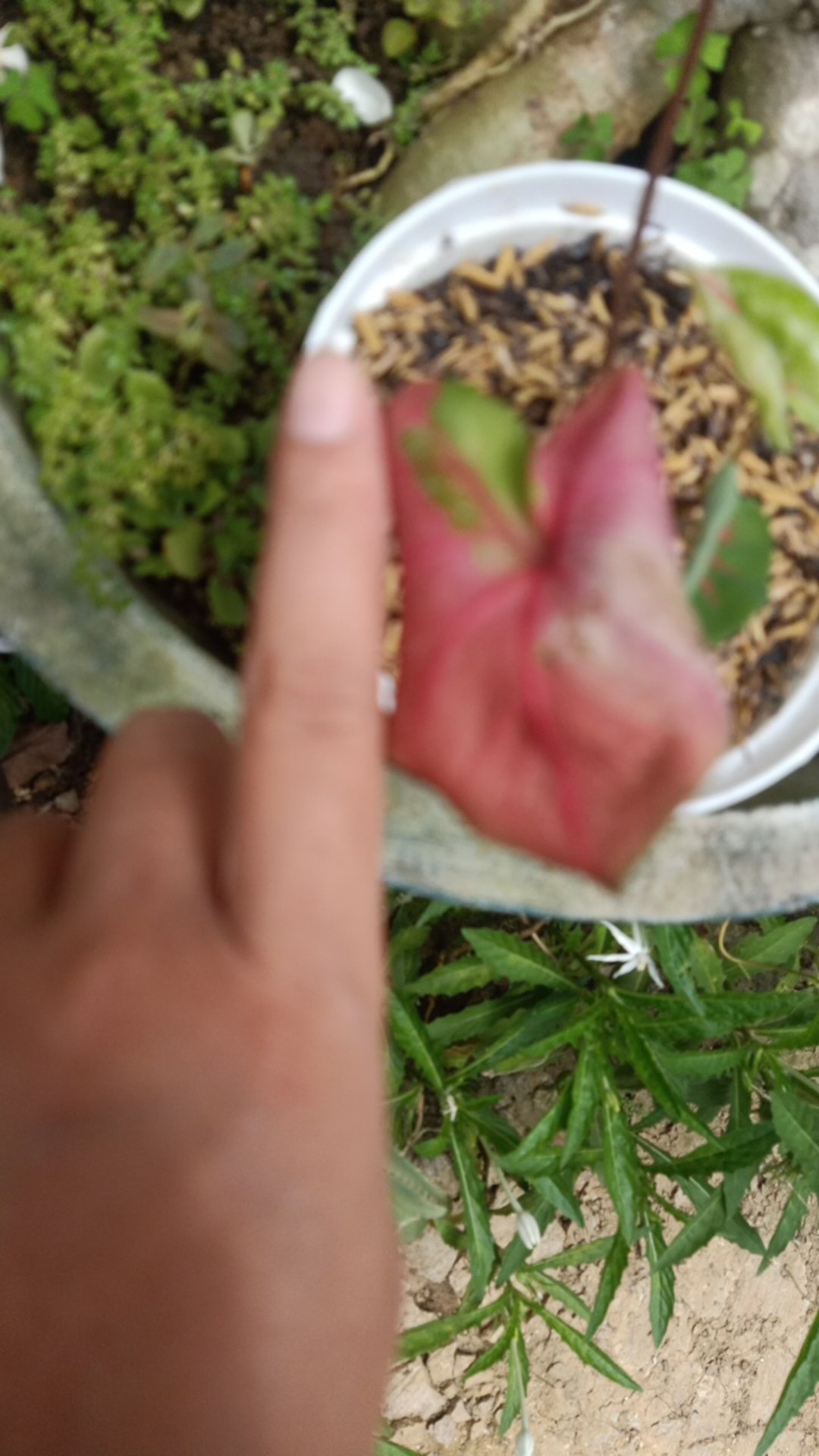 Caladium Keladi Baret Besar