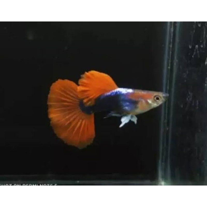 ikan guppy platimun Hb red