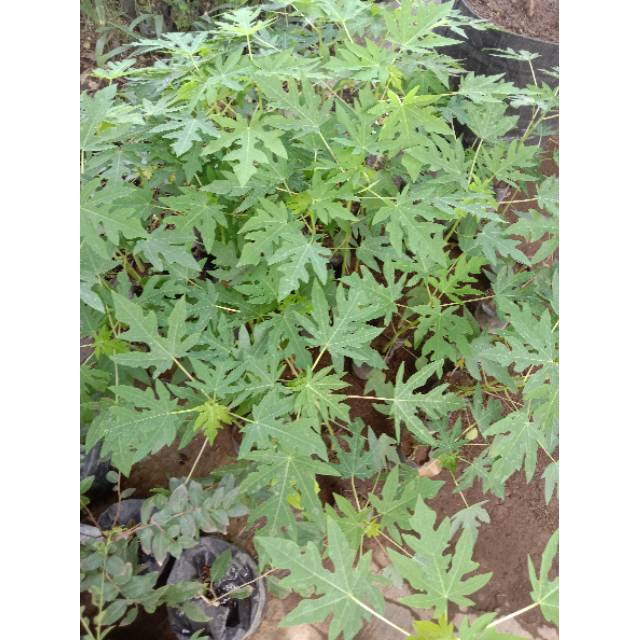 Bibit pepaya calina california (BIBIT TERBAIK)