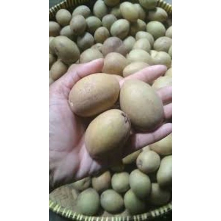 

sawo madu ukuran kecil 1 kg
