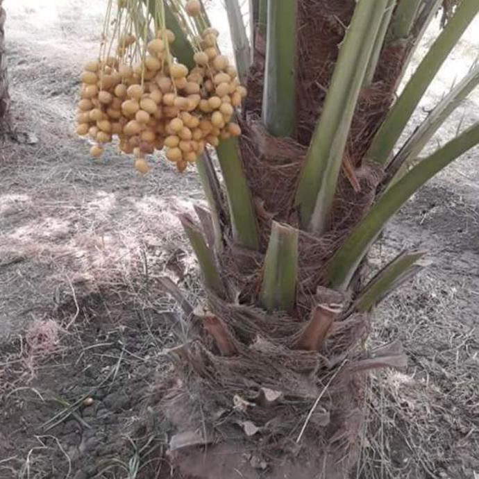 5 Bibit Buah Kurma Nabi Ajwa Ajua @_#