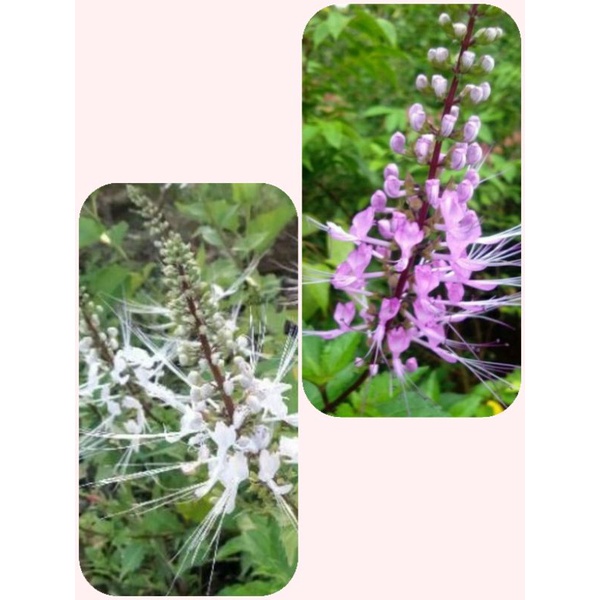 Bunga kumis kucing Putih dan Ungu