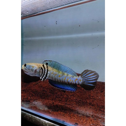 Ikan Channa Blue Pulchra Bahan Display Size ±15 cm