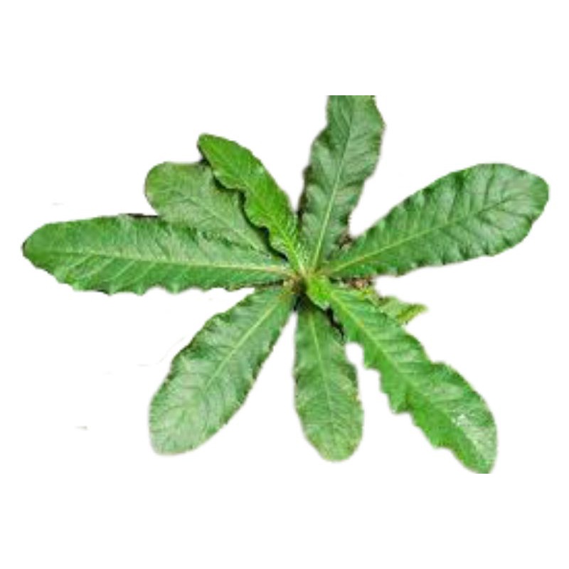 

Sedia Readyy Daun tapakliman / tapak liman 500gram basah segar siap petik