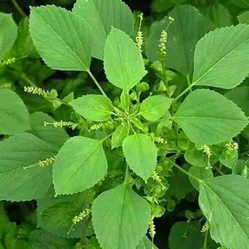 

100gran Anting Anting Herbal termutah / Acalypha Australis Pohon Antingan
