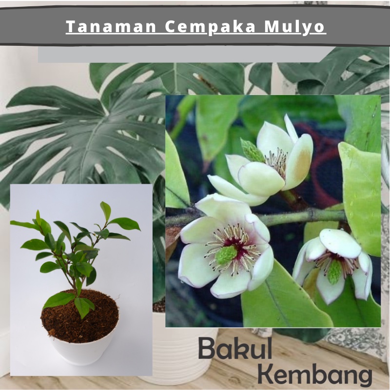 Tanaman hias cempaka mulya putih / white magnolia figo - BAKUL KEMBANG