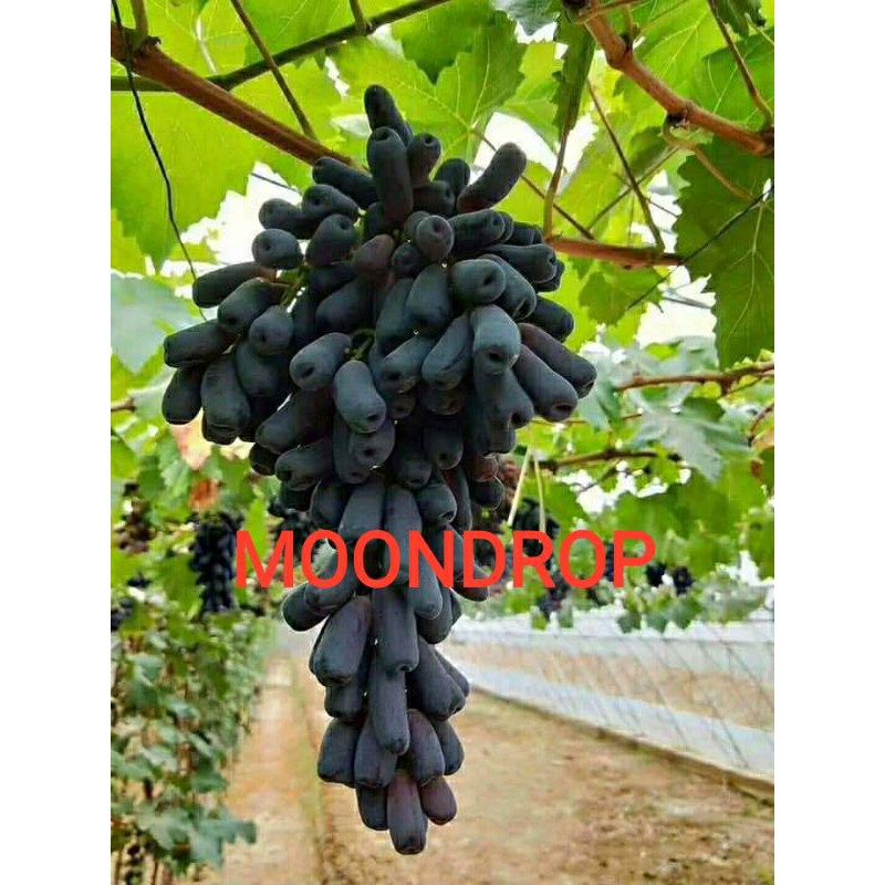 Cutting anggur moondrop