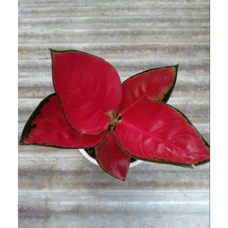 Aglonema Merah Super