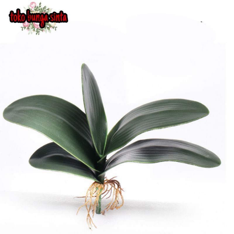 Daun anggrek latex / daun hias anggrek latex