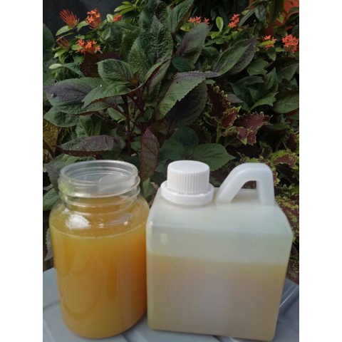 

Madu Asli Madu Murni Nektar Kaliandra 500gr Asli & Murni 100% Madu Nusantara Raw Honey