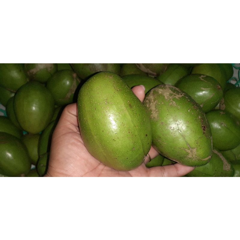 

buah kedondong fresh baru petik 1 kg