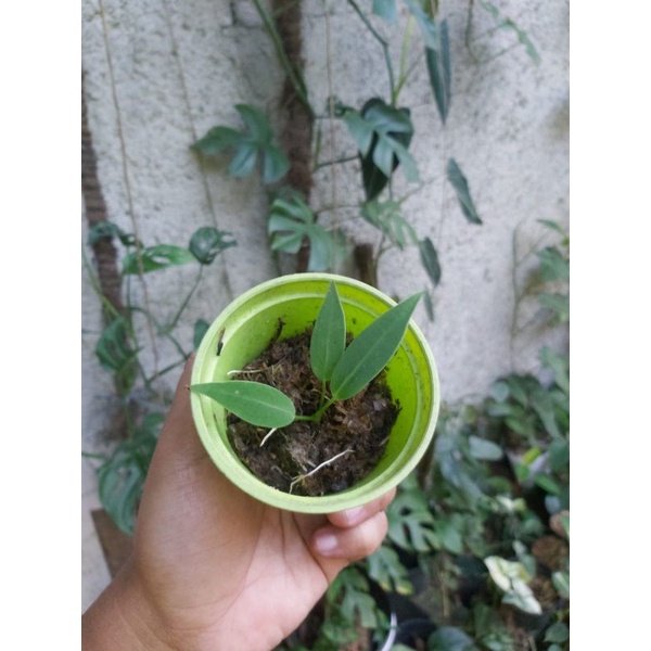 anthurium warocqueanum tanaman anturium lidah gajah unik