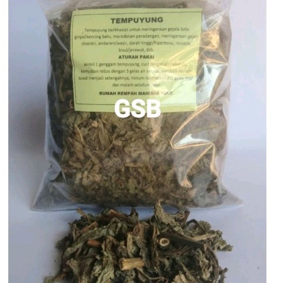 

Jual daun tempuyung kering asli original