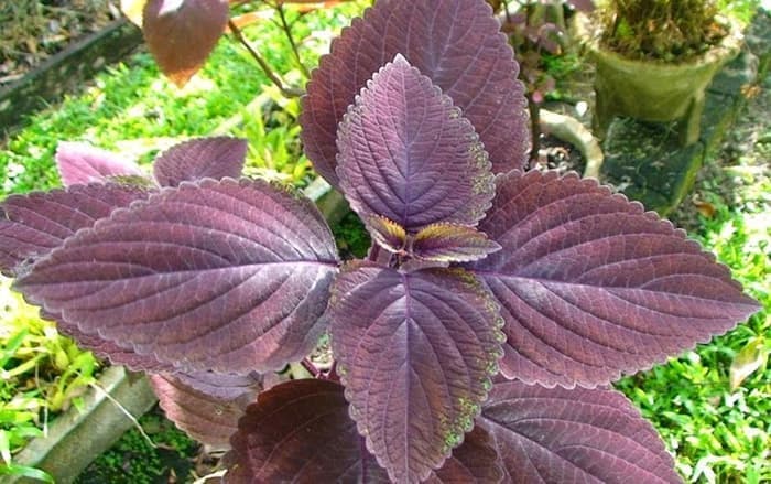 Tanaman Hias Miana - Tanaman Obat Miana - Coleus Scutellarioides
